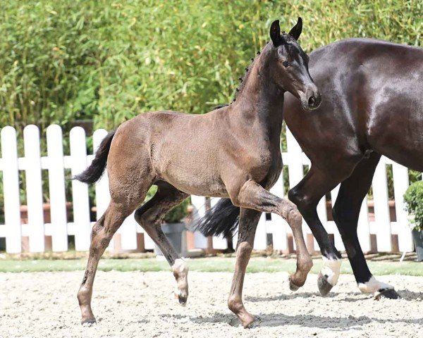 foal by Elfenpracht (Oldenburg, 2024, from Dynamic Dream)