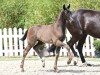 foal by Elfenpracht (Oldenburg, 2024, from Dynamic Dream)