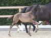 foal by El Balou (Oldenburg, 2024, from Excalibur)