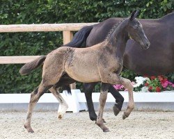 foal by El Balou (Oldenburg, 2024, from Excalibur)