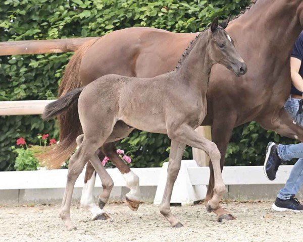 foal by Dancing Dream van Hof Ter Wilde (Oldenburg, 2024, from Dynamic Dream)