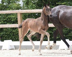 foal by Vangelis (Oldenburg, 2024, from V-Power)