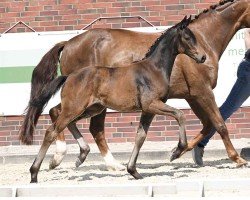 foal by Harriet (Oldenburg, 2024, from Fynch Hatton)