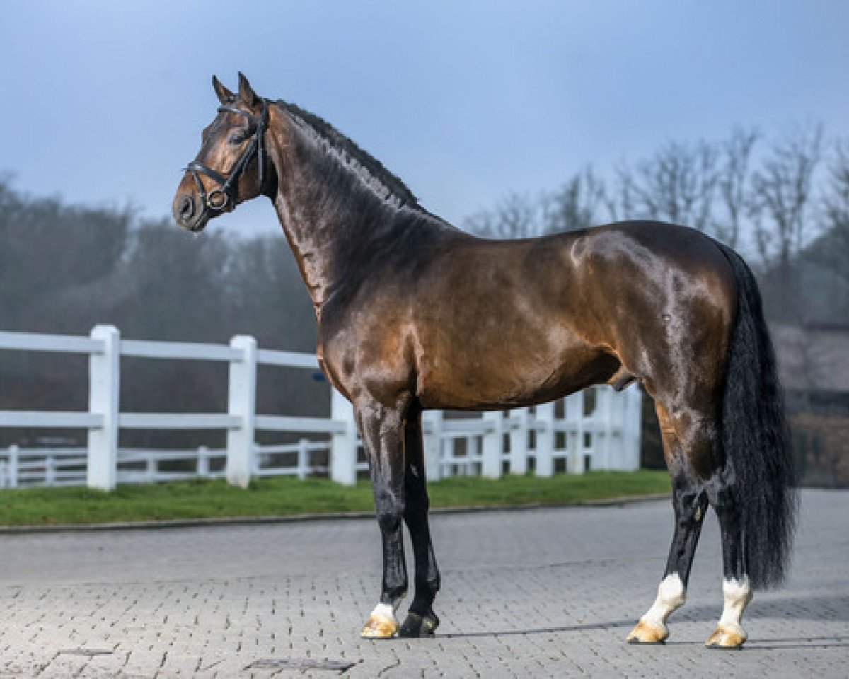 stallion Albführen's Der Kavalier (Oldenburg, 2008, from Diamond Hit)