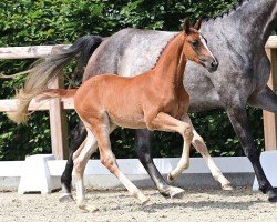 foal by Kassander's Prince (Oldenburg show jumper, 2024, from Kassander van het Roosakker)