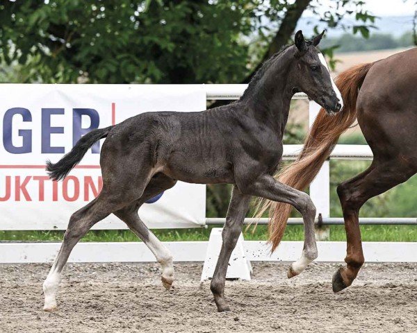 foal by Sebastini W (Oldenburg, 2024, from Sebastino PS)