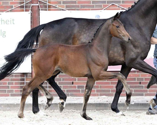 foal by Charivari (Oldenburg, 2024, from Total Diamond PS)