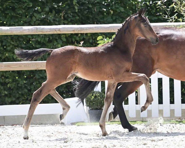 foal by HP Esplendido (Oldenburg, 2024, from Escanto PS OLD)