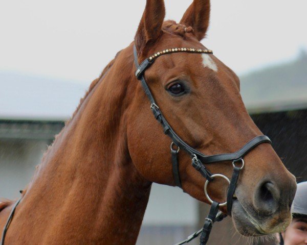 dressage horse Beloved Elliot (Oldenburg, 2016, from Bordeaux 28)