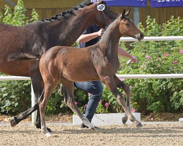 foal by Verona (Oldenburg show jumper, 2024, from Contagio)