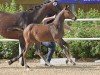 foal by Verona (Oldenburg show jumper, 2024, from Contagio)