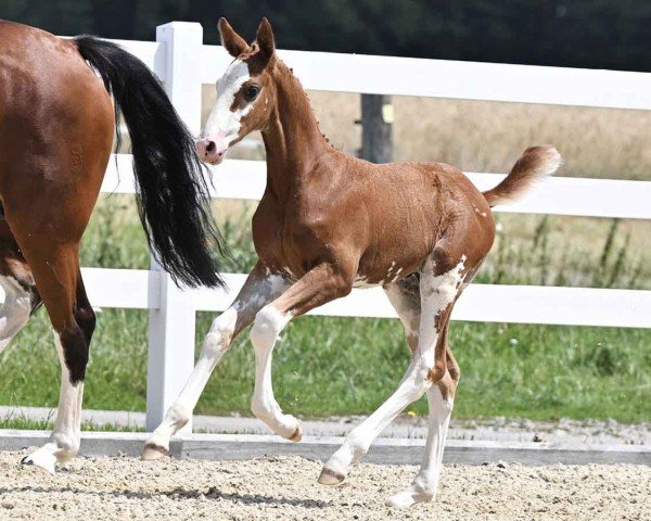 foal by Admiral van Snyder (Oldenburg show jumper, 2024, from Aganix du Seigneur)