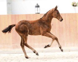 foal by Comme Ci Comme Ca GH (Oldenburg show jumper, 2024, from Tannenhof's Chacco Chacco)