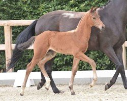 foal by Vortrefflich (Oldenburg, 2024, from Vitalis)