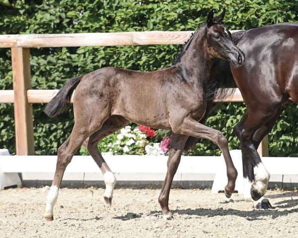 foal by Con Esprit (Oldenburg, 2024, from Bon Esprit)