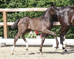 foal Con Esprit (Oldenburger, 2024, from Bon Esprit)