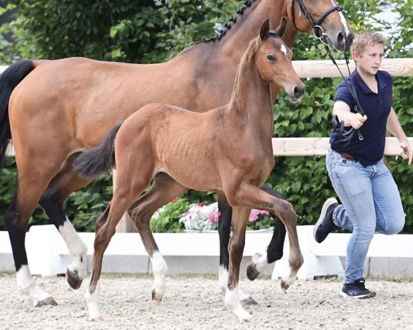 Fohlen von Sea Cloud (Oldenburger, 2024, von Blue Hors Santiano)