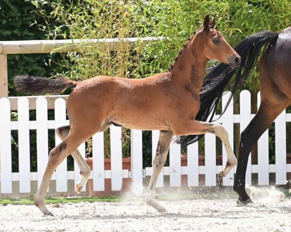 foal by HP Ter Amour (Oldenburg, 2024, from Bon my Love)