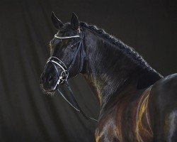 stallion Secret Noir (Oldenburg, 2019, from Secret)