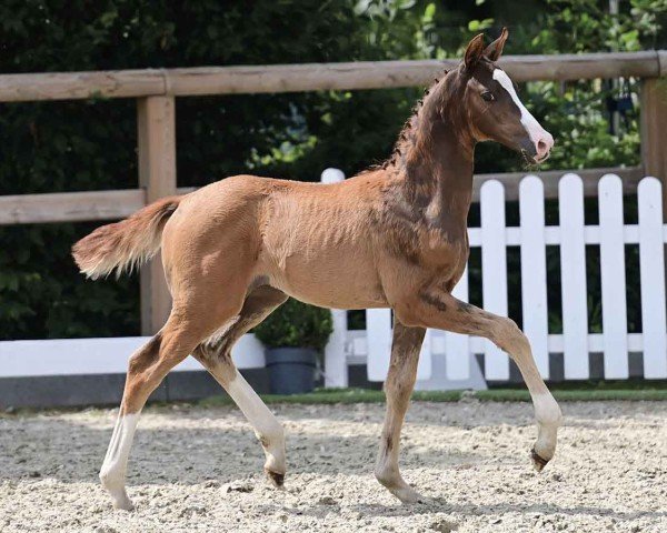 foal by Loreley (Oldenburg, 2024, from V-Power)