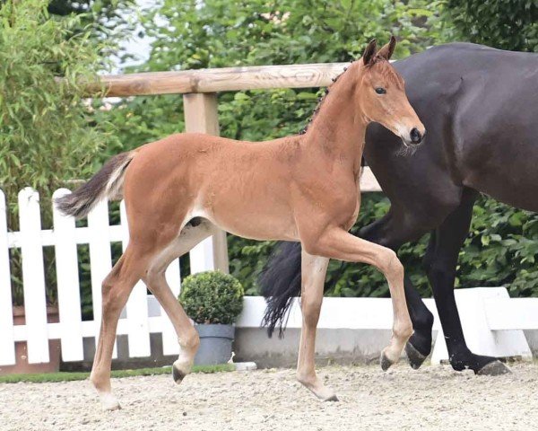 foal by Fynn Amour (Oldenburg, 2024, from Fynch Hatton)