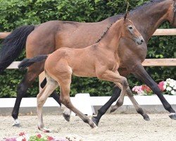 foal by Ultimatum (Oldenburg show jumper, 2024, from Untouchable)