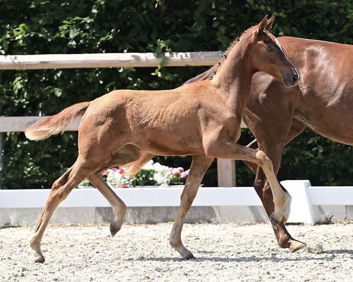 dressage horse Very Cherry (Oldenburg, 2024, from Harmony's V-Plus)