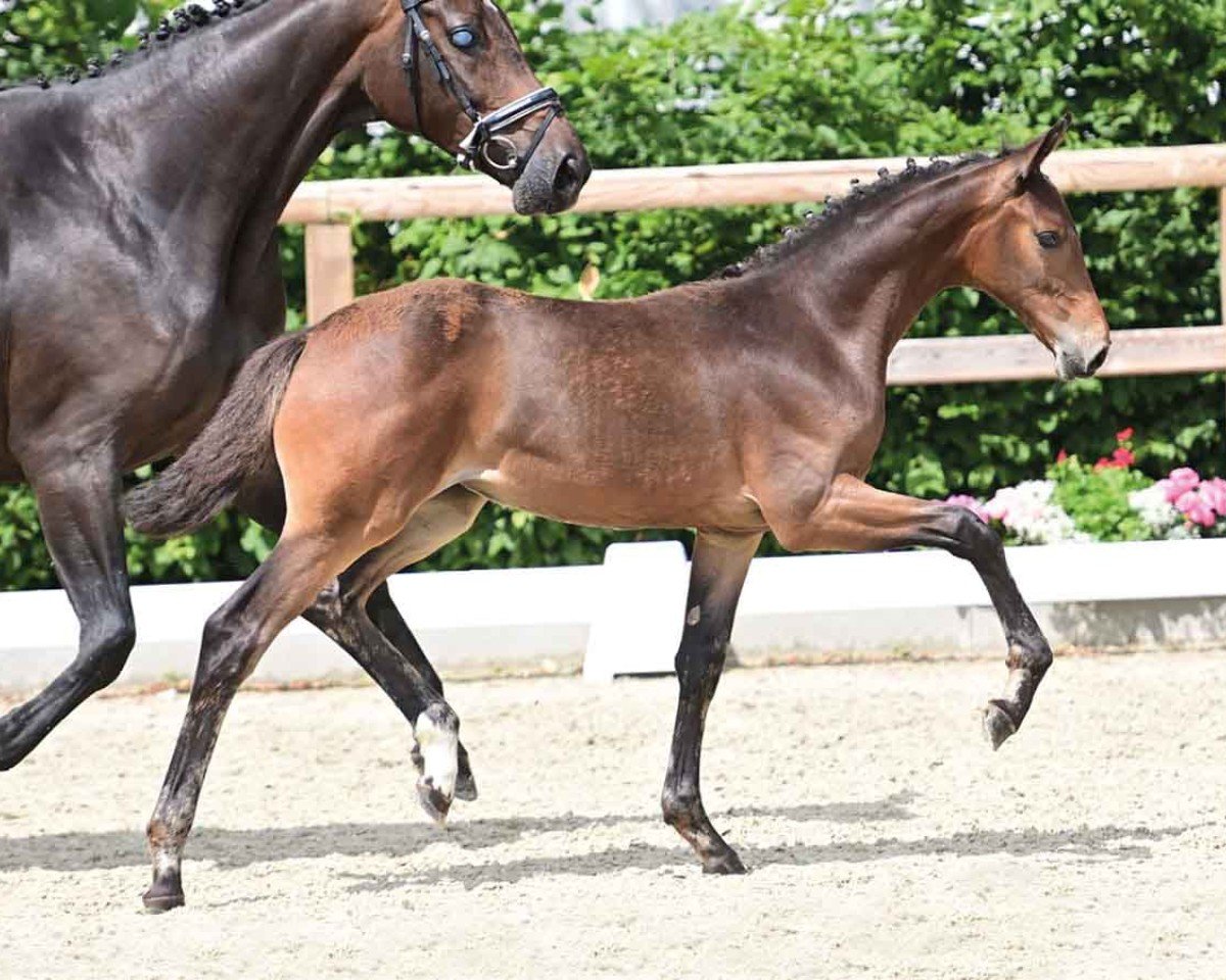 dressage horse Rosenlove Q (Oldenburg, 2024, from Bon my Love)