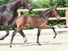 foal Rosenlove Q (Oldenburg, 2024, from Bon my Love)