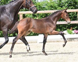 foal Rosenlove Q (Oldenburg, 2024, from Bon my Love)