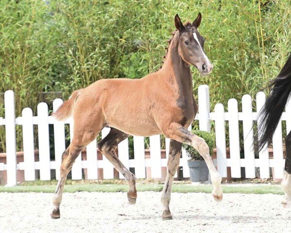 foal by Do it now (Oldenburg, 2024, from Dynamic Dream)