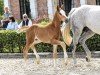 foal by Thierry (Oldenburg show jumper, 2024, from Tangelo van de Zuuthoeve)