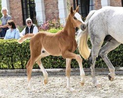 foal by Thierry (Oldenburg show jumper, 2024, from Tangelo van de Zuuthoeve)