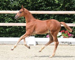 foal Ermitage de Stakkato-S (Oldenburg show jumper, 2024, from Ermitage Kalone)