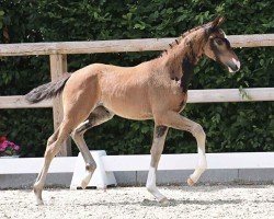 foal by Ravina KP (Oldenburg, 2024, from Fair Deal)