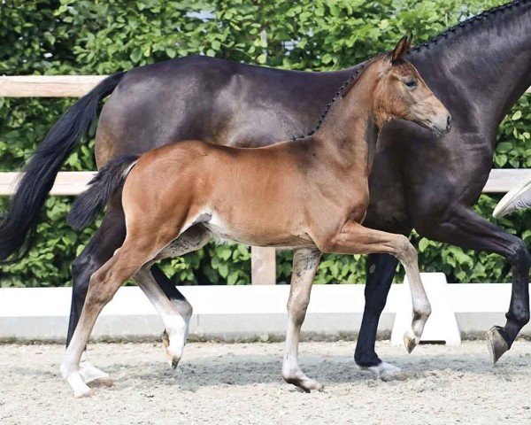 foal by Elfengold (Oldenburg, 2024, from Viva Gold OLD)