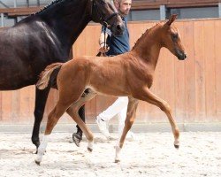 foal by Vermeer (Oldenburg, 2024, from Vivaldos)