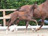 foal by Bondation (Oldenburg, 2024, from Bon my Love)