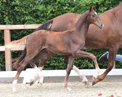 foal Bondation (Oldenburger, 2024, from Bon my Love)