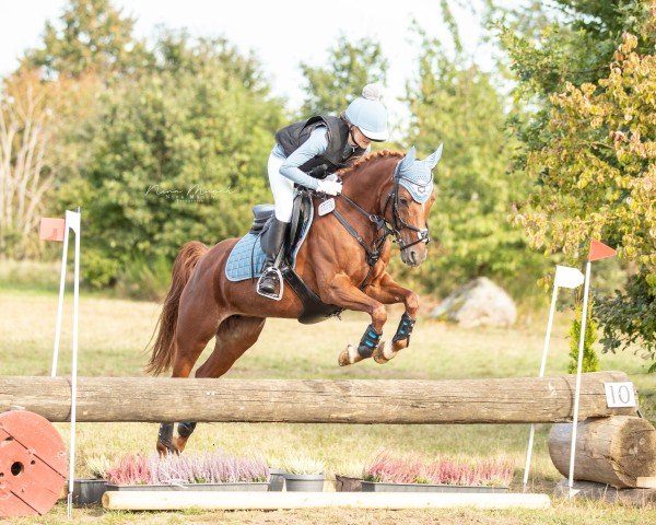 Zuchtstute Allerliebst M.O. (Deutsches Reitpony, 2016, von A Gorgeous)