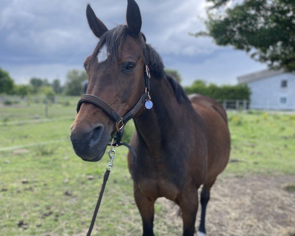 broodmare Lucy Lou 2 (Oldenburg, 2002, from Heraldik xx)