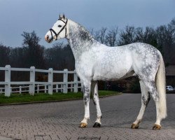 stallion Albführen's Caladetto (Holsteiner, 2005, from Calato)