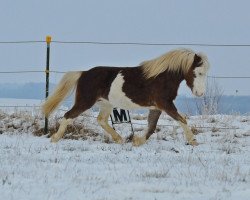 horse Janto (German Classic Pony, 2015, from Jo-Jo's Gold von Clus)