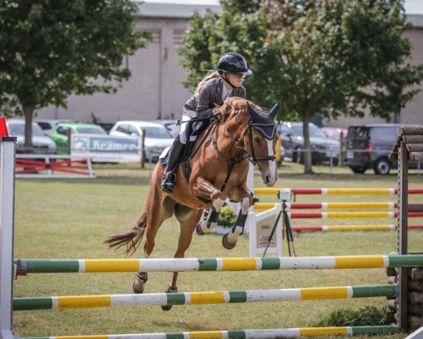 Springpferd Maja (Deutsches Reitpony, 2003, von Aragon N)