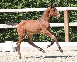 foal by Diego (Oldenburg show jumper, 2024, from Dourkhan Hero Z)