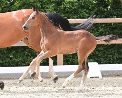 foal by Diva Blue (Oldenburg show jumper, 2024, from Dorian Grey BR Z)