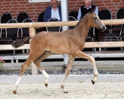 Fohlen von El Trueno (Oldenburger, 2024, von Escamillo)