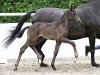 foal by Bridget Jones HS (Oldenburg, 2024, from Bonds)