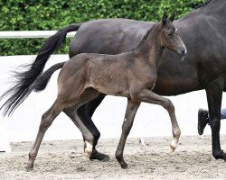 Fohlen Bridget Jones HS (Oldenburger, 2024, von Bonds)