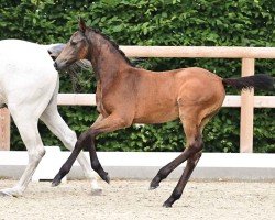 Fohlen Chicago's Glamour Girl du Moulin (Oldenburger Springpferd, 2024, von Chicago Blue VDL)